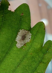Phyllonorycter aeriferella