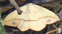 Patalene olyzonaria