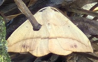 Patalene olyzonaria