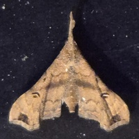 Palthis asopialis