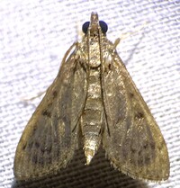 Herpetogramma phaeopteralis