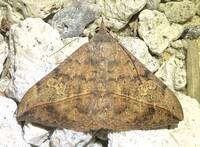 Anticarsia gemmatalis