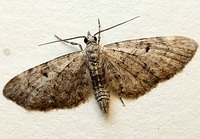 Eupithecia miserulata