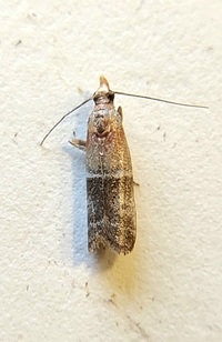 Moodna pallidostrinella