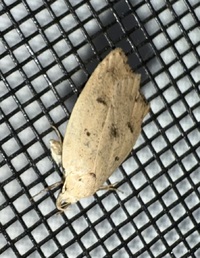 Machimia tentoriferella