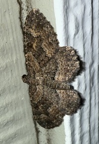 Disclisioprocta stellata