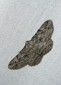Iridopsis defectaria