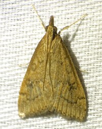 Udea rubigalis