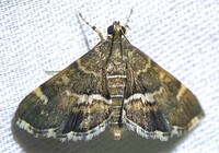 Hymenia perspectalis