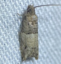 Rhopobota finitimana