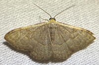 Leptostales pannaria