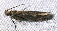 Chionodes discoocellella