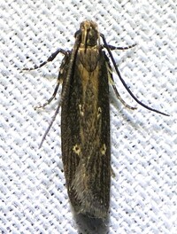 Chionodes discoocellella