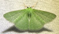 Synchlora frondaria