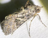 Ctenoplusia oxygramma