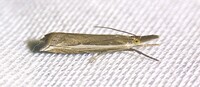 Raphiptera argillaceellus