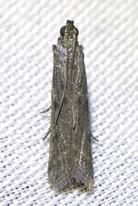 Phycitinae unidentified species