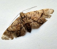 Eupithecia peckorum