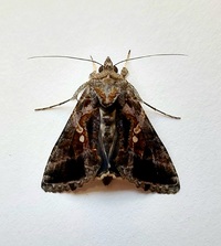 Chrysodeixis includens