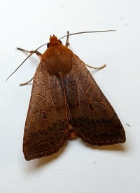 Metaxaglaea australis