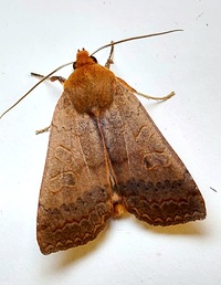 Metaxaglaea australis