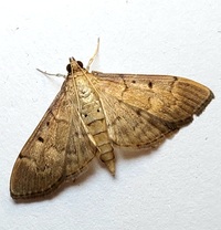 Herpetogramma bipunctalis
