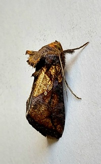 Argyrogramma verruca