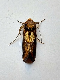 Argyrogramma verruca