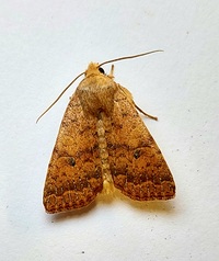 Sunira bicolorago