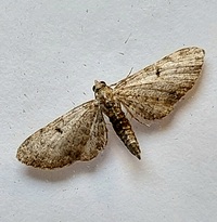 Eupithecia miserulata