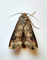Agrotis ipsilon
