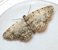 Protoboarmia porcelaria