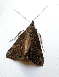 Hypena scabra