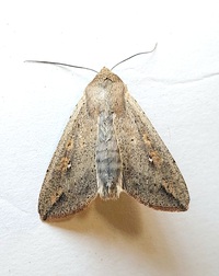 Mythimna unipuncta