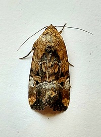 Elaphria chalcedonia