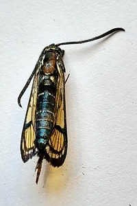 Synanthedon exitiosa