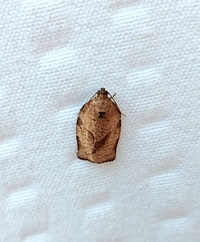 Choristoneura rosaceana