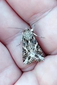 Spodoptera ornithogalli