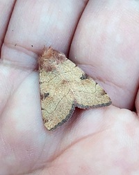 Choephora fungorum