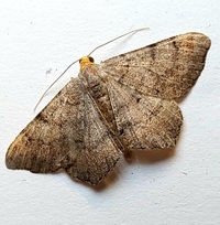 Macaria bicolorata