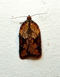 Acleris viburnana