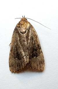 Amphipyra pyramidoides