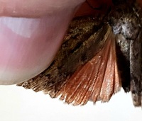 Amphipyra pyramidoides