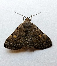 Idia aemula