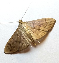 Patania silicalis