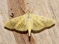 Condylorrhiza vestigialis