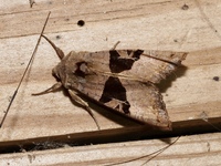Phlogophora periculosa