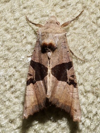 Phlogophora periculosa