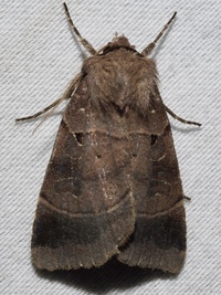 Agnorisma badinodis