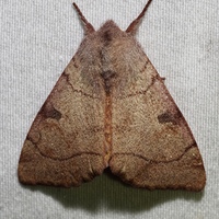 Choephora fungorum
